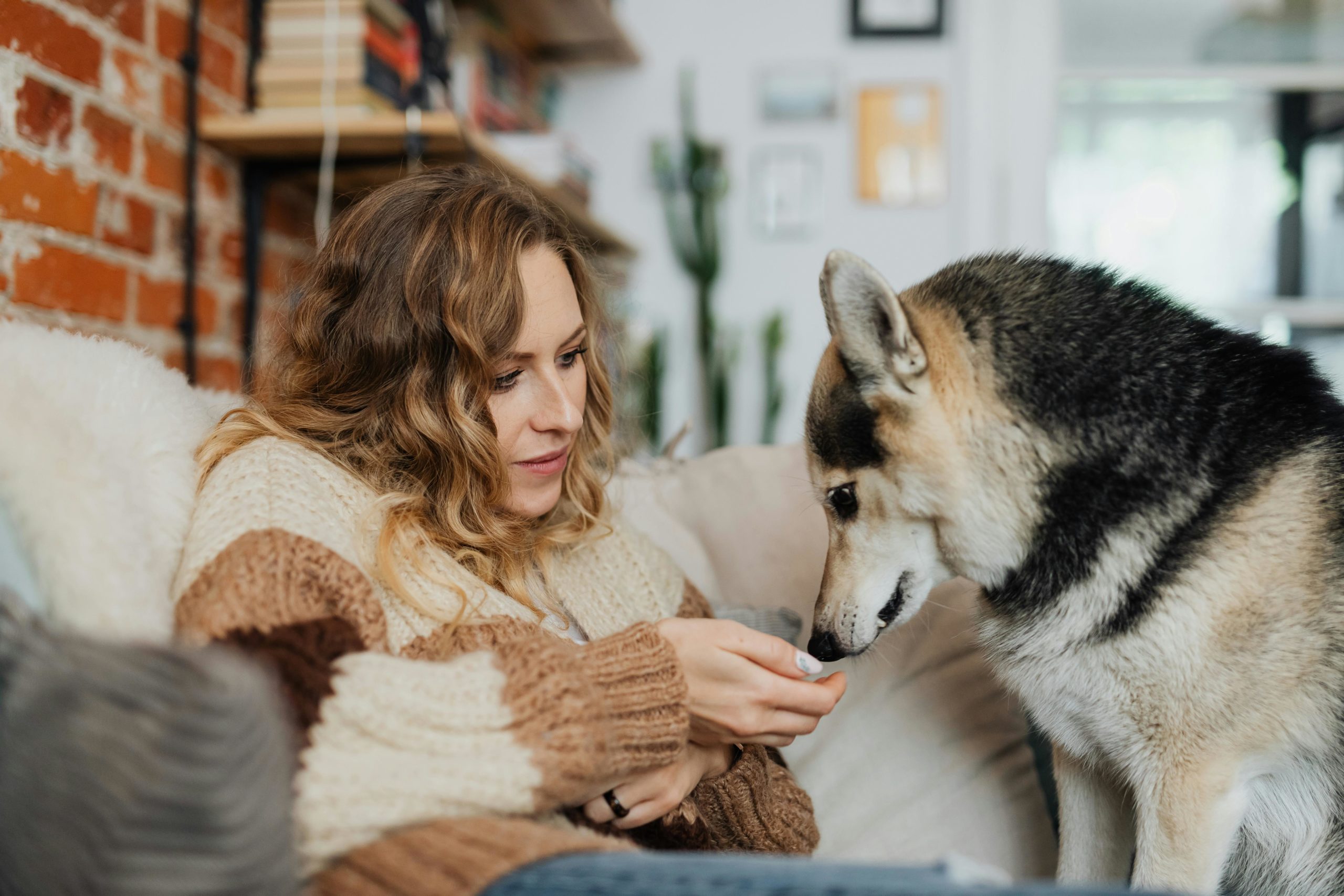 Adopt a Rescue Dog